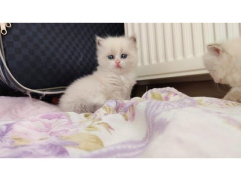 Özel olmak isteyenlere ragdoll yavrular