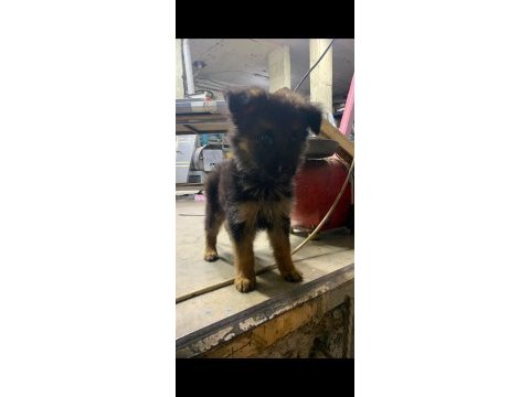 Orjinal alman çoban köpeği yavrusu