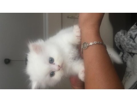 Yeni chinchilla kedisi bebişlerim