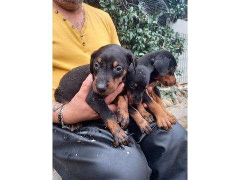 Akıllı doberman yavruları