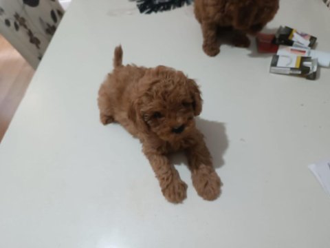 Toy poodle 55 günlük