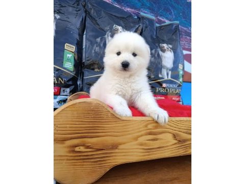 Safkan samoyed yavruları