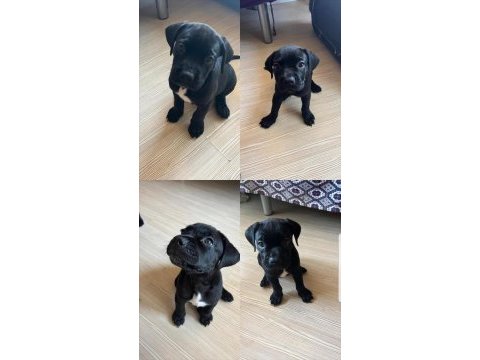 45 günlük dişi yavru cane corso