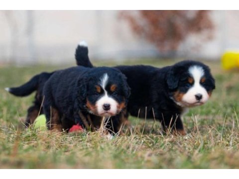 Bernese mountain dog