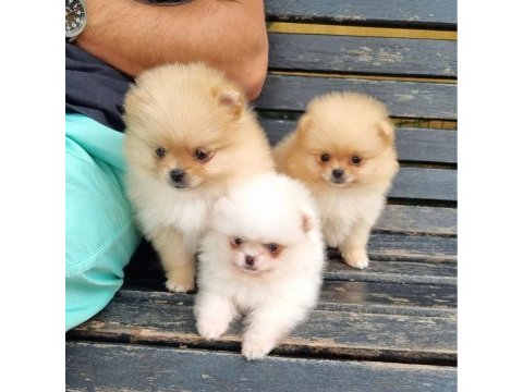 Sevimli pomeranian yavruları
