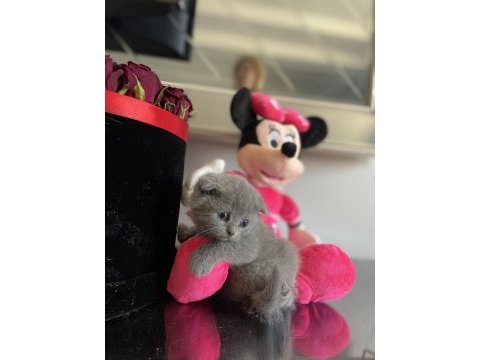 Scottish fold dişi erkek yavrular