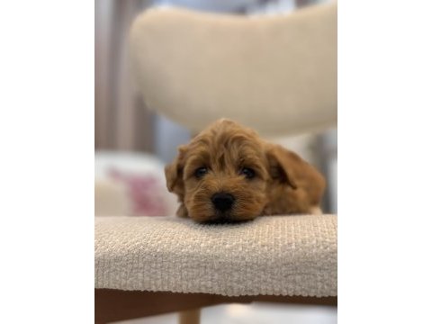 Orjinal maltipoo bebeklerim