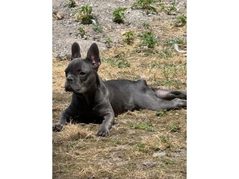 French bulldog safkan blue fransız bulldog safkan blue