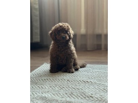 Yüz yapısı muhteşem toy poodle bebekler