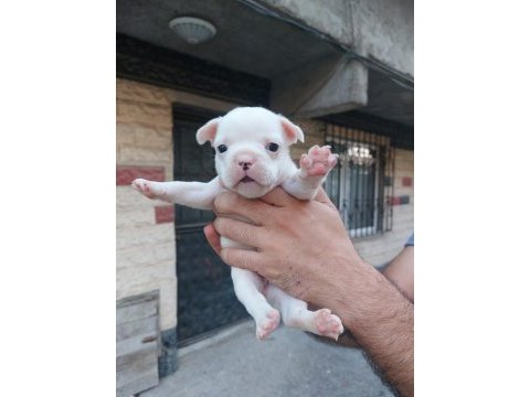 Bir şey anlatmaya gerek yok french bulldog yavrular ortada