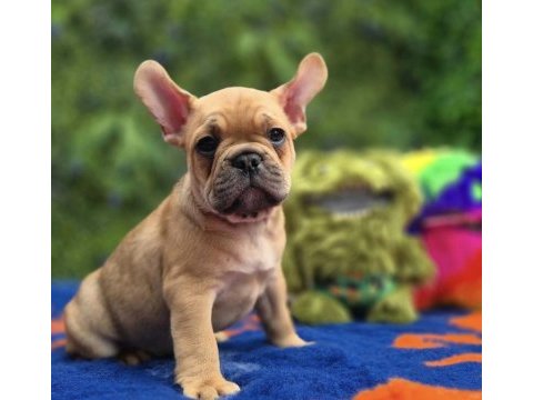 French bulldog köpeği