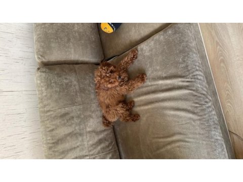 4 aylık dişi toy poodle