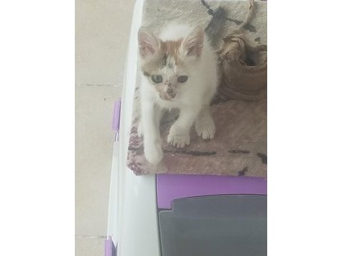 Kediyi kollayacak merhametli birisini arıyorum