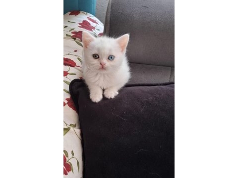 Minnak kedilerim için ulaşın