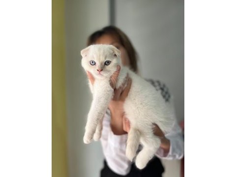 Saf kan lynx point scottish fold