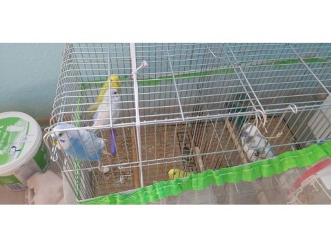 Muhabbet kuşu eş takım yumurtalı