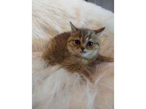 2.5 aylık british shorthair yavrularım