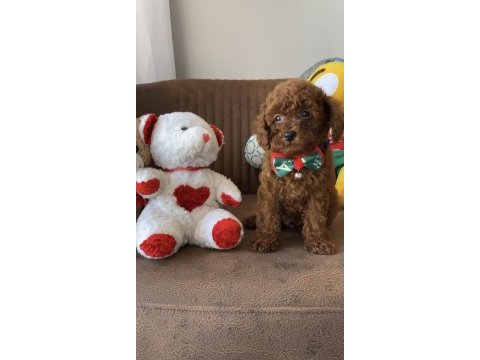 Kore anne babadan lekesiz en koyu renk poodle yavru