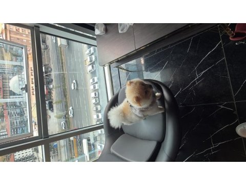 A kalite pomeranian boo ankara içi elden verilecek