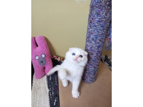 Pofuduk scottish fold white