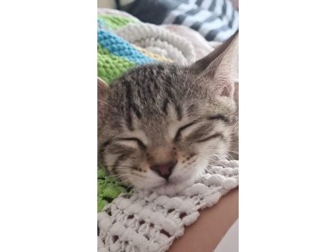 3 aylık dünyalar tatlısı bebek kedimize yuva aranıyor