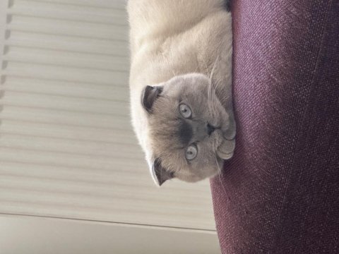 Scottish fold kedimize acil yuva arıyoruz