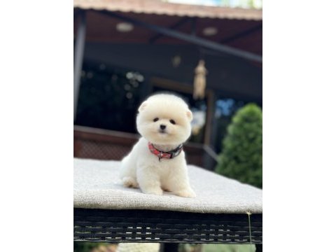 Orjinal pomeranian boo 