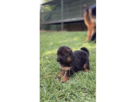 Orjinal alman kurdu köpeği