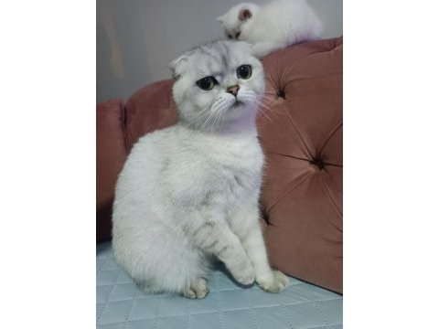 Acil yuva scottish fold kızımıza