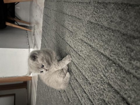 Süper kalite teddy bear british shorthair