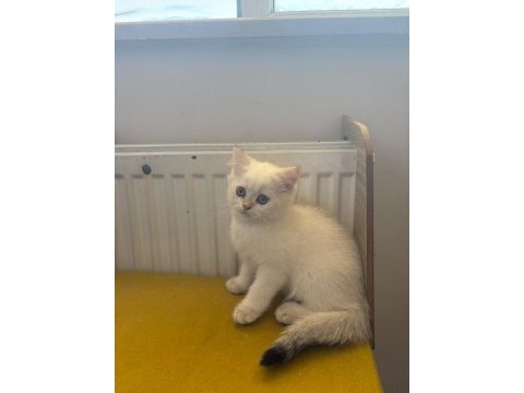 British shorthair kedisi