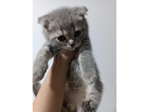 Scottish fold 2 aylık kedimiz