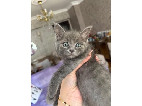 Minik british shorthair yavrumuza yuva arıyoruz