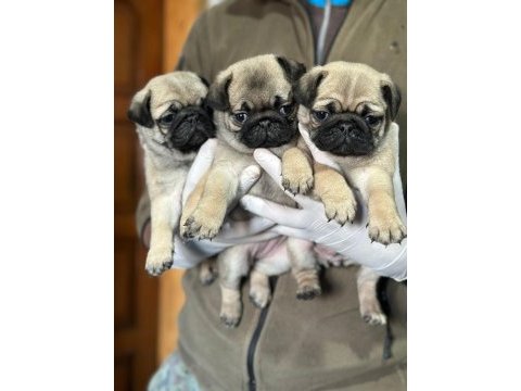 Pug yavrularımız