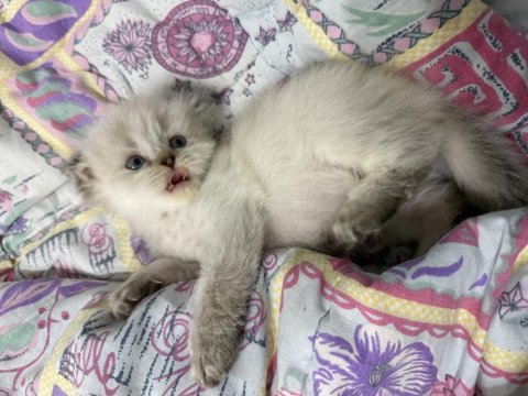 A kalite scottish fold açıklamayı okuyun