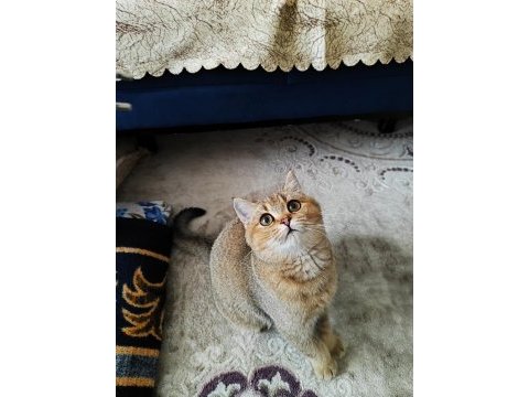 Golden british shorthair