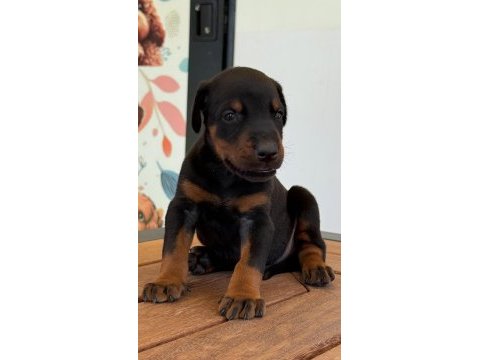 Secereli doberman yavrularımız 