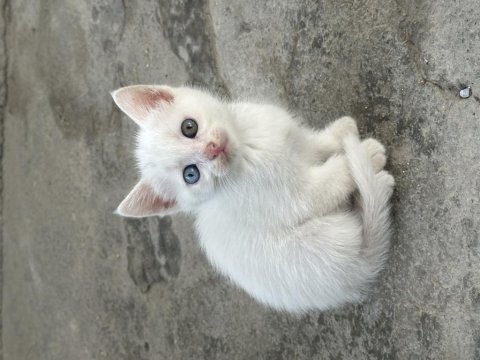 Van kedisi uzun tüylü tilki kuyruk