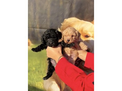 Siyah toy poodle bebekler ruhsatlı çiftlik 