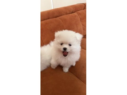 Aile yanında büyüyen safkan pomeranian yavrular
