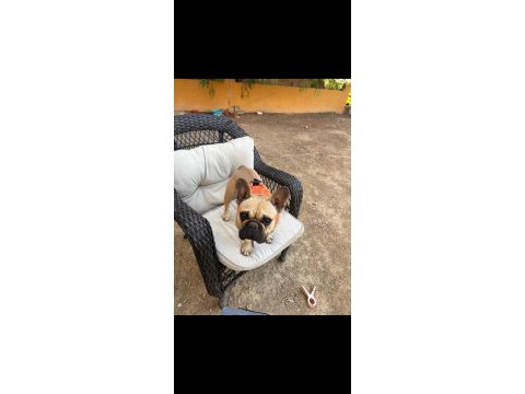 1 yaşında dişi fransız bulldog