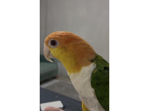 Dost canlısı konuşma var ful uysal caique