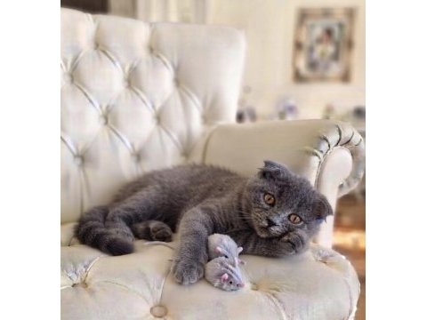 Sevimli scottish fold kız