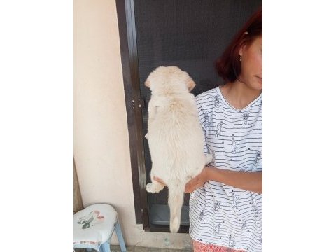 Uygun ve kaliteli maltipoo yavrular