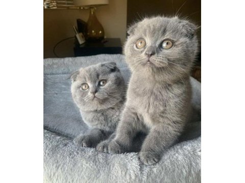 Scottish fold yavrularımız 