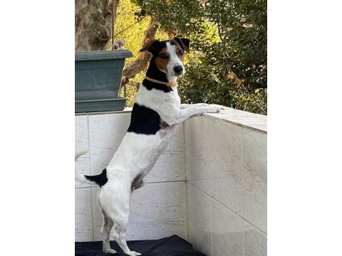 Çok acil jack russell cinsi çocuğumuza yuva!