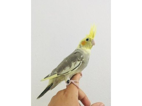 Yeme düşmüş kuşlarım