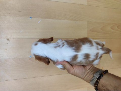Cavalier king charles yavrularımız