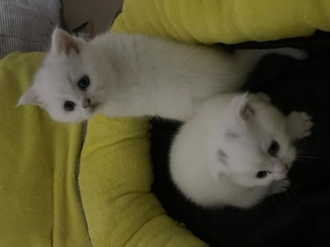 British shorthair yavrular