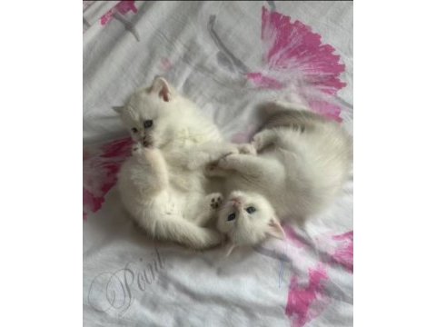 British longhair bebekler